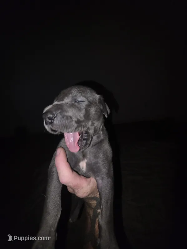 Mr.B – Great Dane puppy for sale in Big Spring, TX