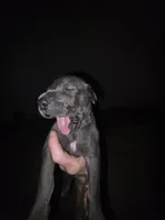 Gunner, a male Great Dane for sale in Big Spring, TX – Photo 2 of 3