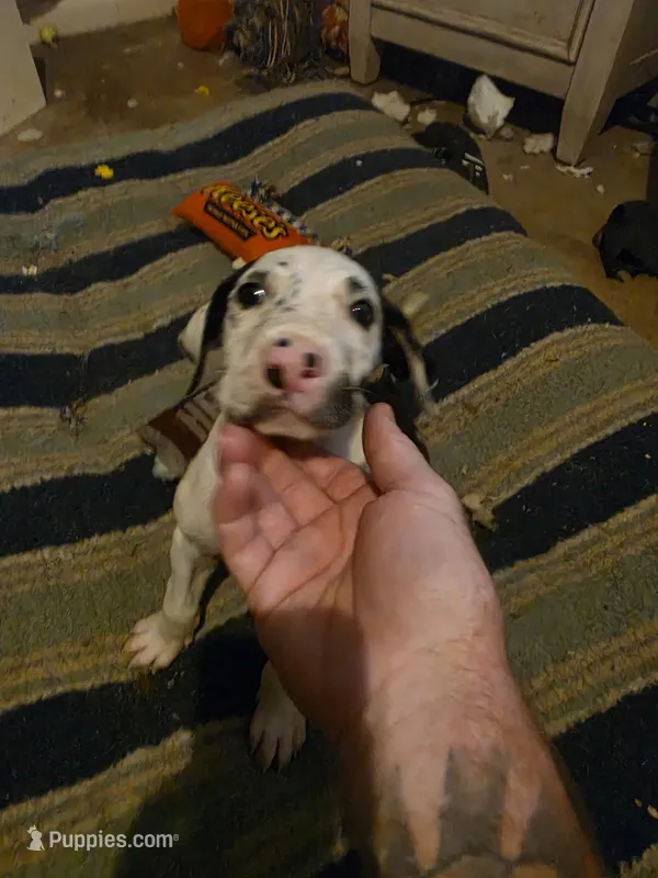 Dakota – Great Dane puppy for sale in Big Spring, TX