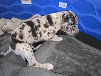 Freckles , a male Great Dane for sale in Big Spring, TX – 3 of 3
