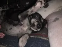 Tiger, a male Great Dane for sale in Big Spring, TX – 3 of 3