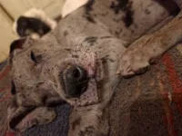 Thunder, a male Great Dane for sale in Big Spring, TX – 3 of 3