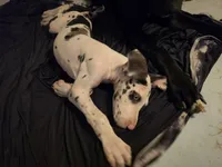 Chomp, a male Great Dane for sale in Big Spring, TX – 2 of 4
