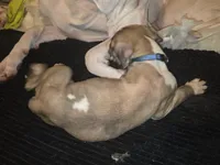 Zurus, a male Great Dane for sale in Big Spring, TX – 4 of 4