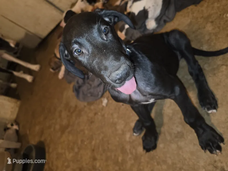 King, a male Great Dane for sale in Big Spring, TX – 1 of 4