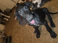 King, a male Great Dane for sale in Big Spring, TX – 1 of 4