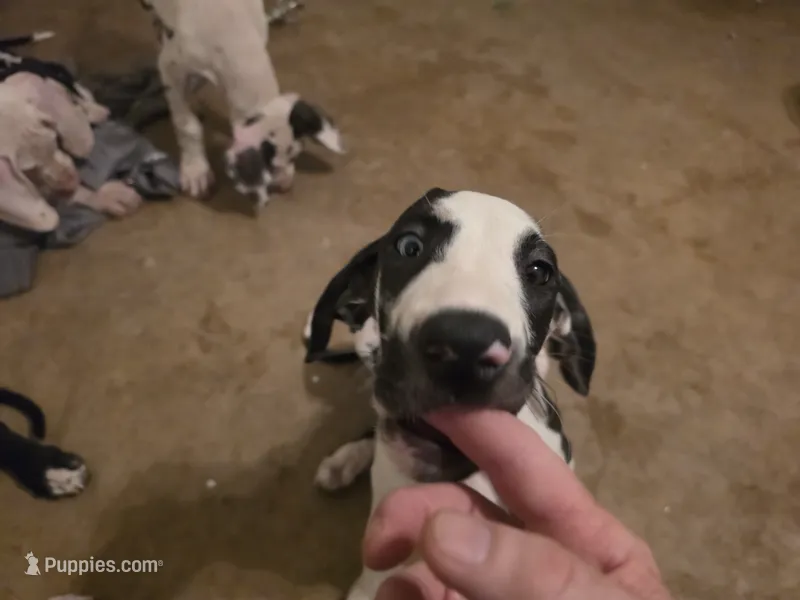 Speaker – Great Dane puppy for sale in Big Spring, TX