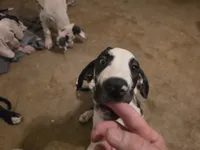 Speaker, a female Great Dane for sale in Big Spring, TX – 1 of 3