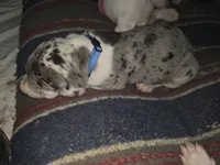 Sully , a male Great Dane for sale in Big Spring, TX – Photo 4 of 4