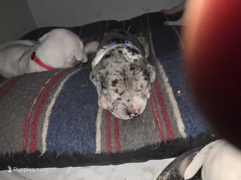 Sully , a male Great Dane for sale in Big Spring, TX – Photo 1 of 4