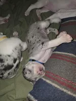 Sully , a male Great Dane for sale in Big Spring, TX – Photo 3 of 4