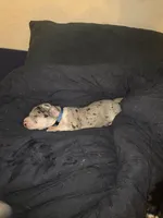 Sully , a male Great Dane for sale in Big Spring, TX – Photo 2 of 4