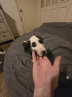 Panda, a female Great Dane for sale in Big Spring, TX – 6 of 6