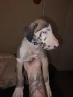Zurus, a male Great Dane for sale in Big Spring, TX – 1 of 4