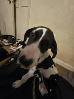 Lilo, a female Great Dane for sale in Big Spring, TX – 3 of 5