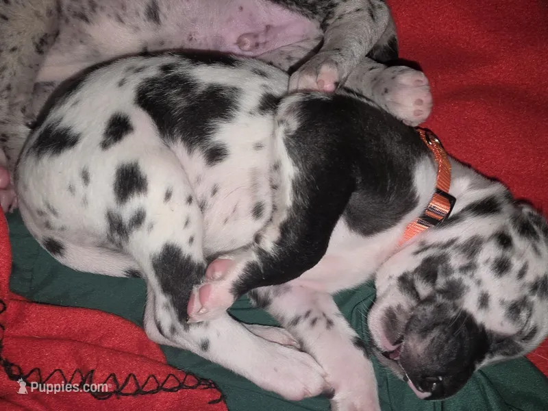 Speckles – Great Dane puppy for sale in Big Spring, TX