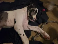 Lilo, a female Great Dane for sale in Big Spring, TX – 5 of 5