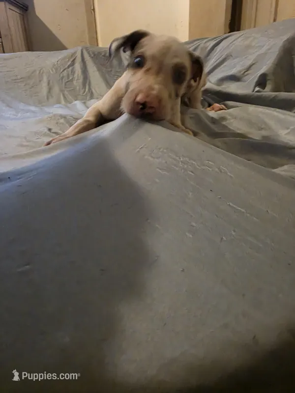 Lefty  – Great Dane puppy for sale in Big Spring, TX