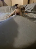 Lefty , a female Great Dane for sale in Big Spring, TX – 1 of 3