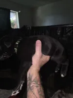 Socks, a male Great Dane for sale in Big Spring, TX – 2 of 2