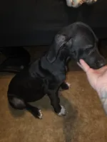 Lil bit, a female Great Dane for sale in Big Spring, TX – 3 of 4