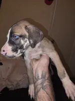 Zurus, a male Great Dane for sale in Big Spring, TX – 2 of 4