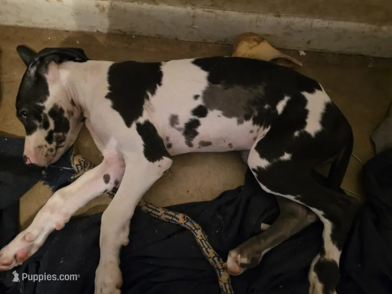 Lilo – Great Dane puppy for sale in Big Spring, TX