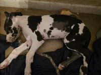 Lilo, a female Great Dane for sale in Big Spring, TX – 1 of 5