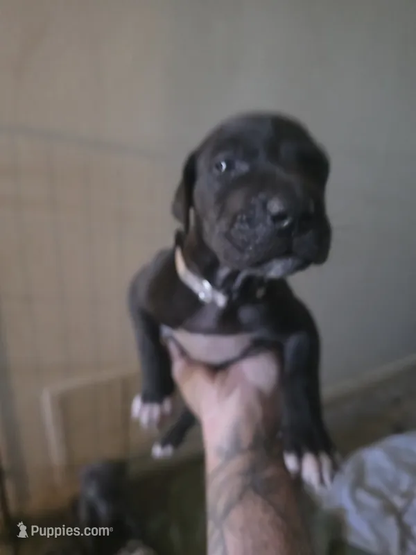Shadow, a female Great Dane for sale in Big Spring, TX – 1 of 3
