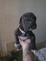 Shadow, a female Great Dane for sale in Big Spring, TX – 1 of 3