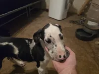 Dakota, a female Great Dane for sale in Big Spring, TX – 5 of 5