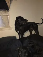 Dad, a male Great Dane for sale in Big Spring, TX – 1 of 1