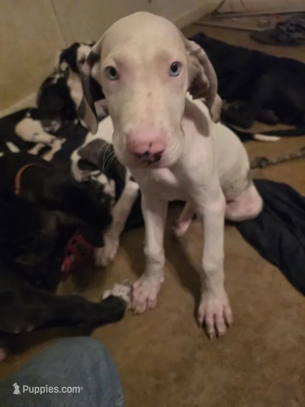 Baby blue – Great Dane puppy for sale in Big Spring, TX