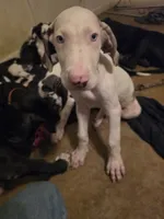 Baby blue, a male Great Dane for sale in Big Spring, TX – 1 of 5