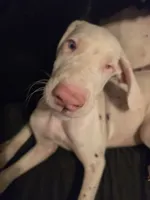 Bunny, a female Great Dane for sale in Big Spring, TX – 3 of 6