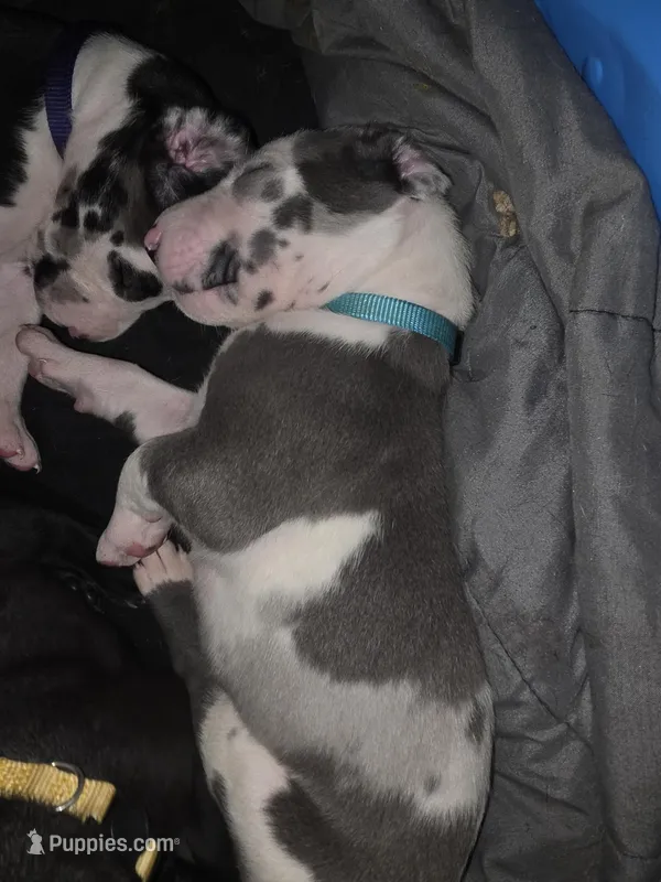 Not yet, a male Great Dane for sale in Big Spring, TX – Photo 1 of 1