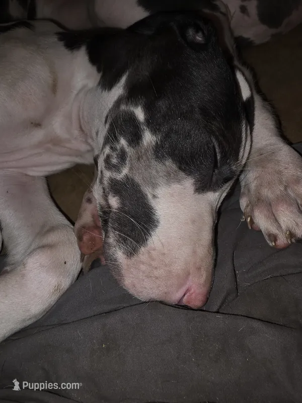 Snoopy  – Great Dane puppy for sale in Big Spring, TX