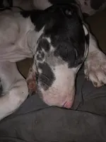 Snoopy , a male Great Dane for sale in Big Spring, TX – 1 of 2