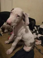 Baby blue, a male Great Dane for sale in Big Spring, TX – 5 of 5