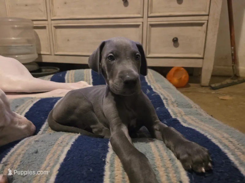 Mr.B – Great Dane puppy for sale in Big Spring, TX