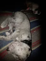 Your choice , a male Great Dane for sale in Big Spring, TX – 2 of 4