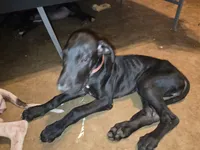 Lil bit, a female Great Dane for sale in Big Spring, TX – 1 of 4