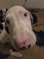 Baby blue, a male Great Dane for sale in Big Spring, TX – 2 of 5