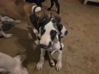 Speaker, a female Great Dane for sale in Big Spring, TX – 2 of 3