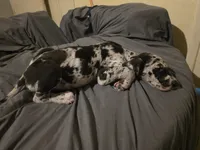 Spots , a male Great Dane for sale in Big Spring, TX – 2 of 4