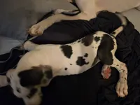 Chomp, a male Great Dane for sale in Big Spring, TX – 4 of 4