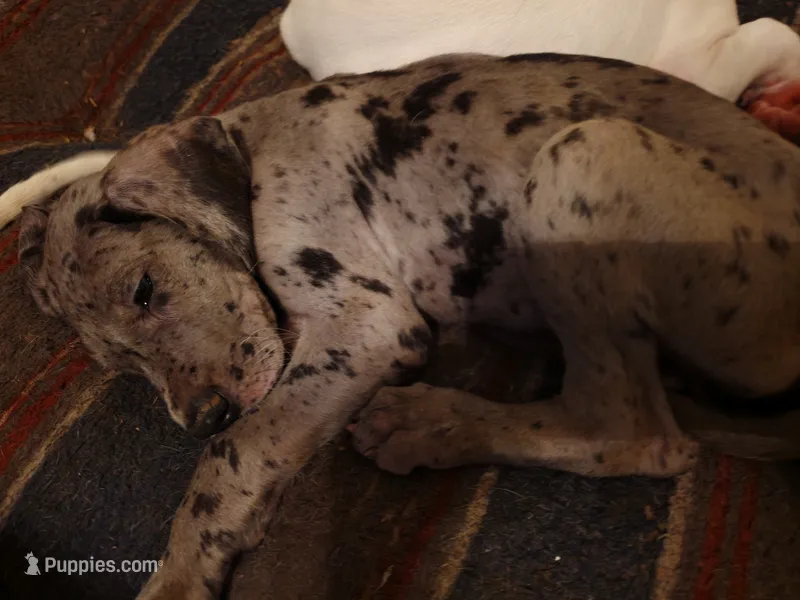Thunder – Great Dane puppy for sale in Big Spring, TX
