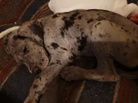 Thunder, a male Great Dane for sale in Big Spring, TX – 1 of 3
