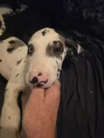 Chomp, a male Great Dane for sale in Big Spring, TX – 3 of 4