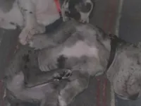 Your choice , a male Great Dane for sale in Big Spring, TX – 3 of 4